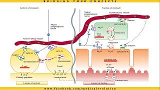 GIT Pharmacology  Mini Katzung  Kaplan Pharmacology [upl. by Rubbico]