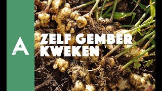 Zelf gember kweken zo doe je dat I Een groener thuis 03 I Angelo Dorny [upl. by Domash]