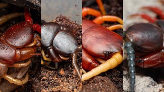 Myriapoda Monday Feeding my centipedes Please see pinned comment for details [upl. by Thaddus]