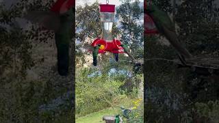 Sugar junkies trick or treating at the feeder Happy Halloween hummingbird birds [upl. by Brent]