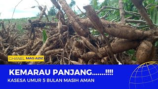 Singkong Kasesa Umur 5 Bulan [upl. by Niki762]