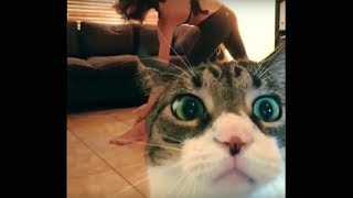 Bad Cats Video Compilation 2017 🐾 [upl. by Crocker698]