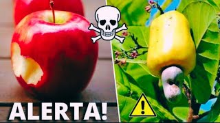 🍎As 10 Frutas Mais PERIGOSAS do Mundo que Você Desconhecia e Precisa Ter CUIDADO [upl. by Ayt]