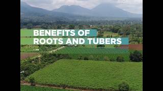 Costa Rica Benefits of roots and tubers Casava and ginger [upl. by Repard]