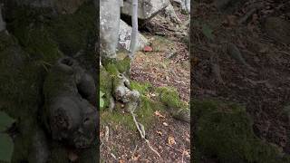 Boletus pinophilusBellissima scena al suon di violino porcini boletus mushroom nature forest [upl. by Annig]