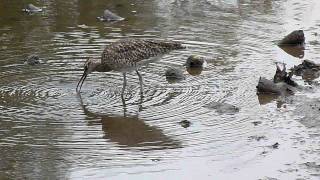 Whimbrel feeding [upl. by Erroll]