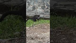 Coatimundi doesn’t like being watched music earth coatimundi nature wildlife [upl. by Madigan]