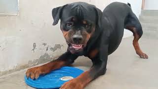 Angry Rottweiler [upl. by Marti]