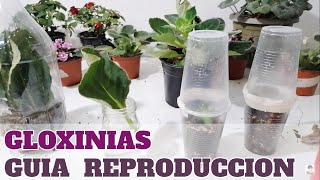 gloxinias reproduccion guia completa sinningia chuyito jardinero [upl. by Eegnat373]