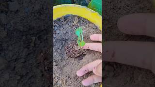 Dahlia repotting 🌱 dahlias winterfloweringplants shorts meesho seeds review [upl. by Amaso137]