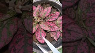 How to make polka dot plant healthy amp bushy gardeningaesthetics Hypoestes balconygarden shorts [upl. by Meyer]