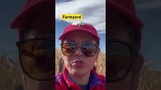 farmyard shortvideo everyone view friends [upl. by Alam46]