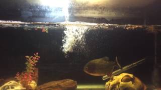 Piranha fish vs Frog [upl. by Rossy595]