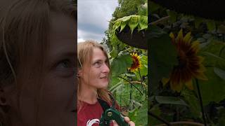 Harvest to Kitchen Roasting Sunflower Seeds [upl. by Albert]