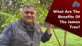 What are the benefits of the jamun tree [upl. by Lovash]