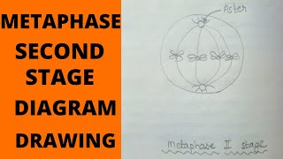 Metaphase 2 Stage  How to Draw Metaphase 2 Stages of Meiosis  What is MetaphaseMetaphase 2 Stage [upl. by Otina]