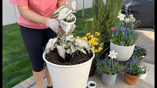 Overwintering Caladiums [upl. by Biddy]