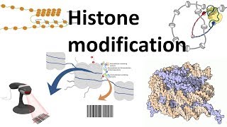 Histone modifications Introduction [upl. by Henricks977]