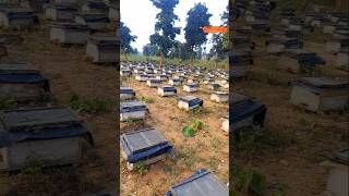 Lifestyle of Beekeeper honey bee plus honey bee keeper lifestyle honeybee beekeeper shortvideo [upl. by Uttica251]