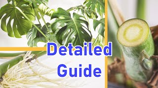 How To Propagate MONSTERA DELICIOSA 2 EASY Ways DETAILED [upl. by Jobe]