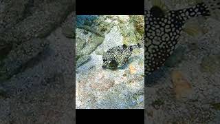 Lunch time Have you ever observed how Smooth Trunkfish eat snorkeling roatanSmooth Trunkfish [upl. by Eeryn]