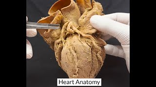 Heart Anatomy [upl. by Niak2]