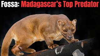 Fossa  Madagascar’s Top Predator [upl. by Yamauchi]