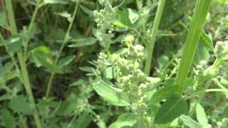 Lambs quarters Chenopodium album  20130728 [upl. by Yrtneg]