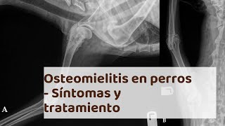 OSTEOMIELITIS en PERROS  Síntomas y tratamiento [upl. by Otiv]