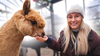 LUNCHEN MET ALPACA’S ❤️ 3768 [upl. by Leahcir]