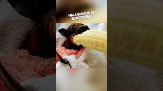 bat eating banana 🍌🦇 batfamily animals viral wholesome [upl. by Eadas]