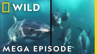 Sharks King of the Ocean  MEGA EPISODE Epic Battle Compilation  Marine Predators  Nat Geo WILD [upl. by Woodie511]