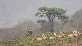 Quantock Staghounds chase deer in a storm [upl. by Anni]