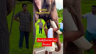 Art ficial elephant thooth tiger dog elephant doglover animals funny Jhakjhoran Lal [upl. by Nnyltiac]