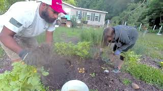 Food forest potato harvest homesteading gardening selfreliance [upl. by Adhern441]