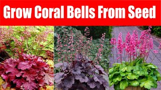 How To Grow Coral Bells From Seed [upl. by Briggs]