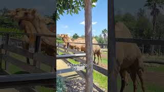 BIG DROMEDARY CAMEL satisfying asmr camel dromedary big animals zoo camels shorts [upl. by Ennyl]