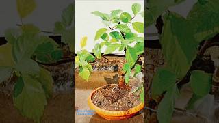 Ficus racemosa  Ficus glomerata tree bonsai repotting জগডুমুর যজ্ঞডুমুর bonsai [upl. by Lorenzo88]