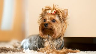 How to Train a Yorkshire Terrier to Stop Excessive Barking [upl. by Initof]