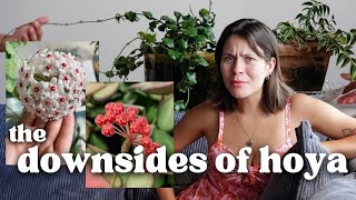 Why I DISLIKE Hoya Houseplants GRRRR [upl. by Ayam]