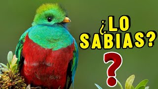 10 Datos Sorprendentes Del QUETZAL ¡Que no Sabias  CURIOSIDADES [upl. by Evad]