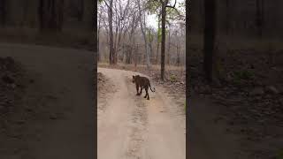 Bandhavgarh National Park Tiger attack bandhavgarhnationalpark shorts bandhavgarhtigerreserve [upl. by Korwin]