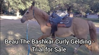 Beau The Bashkir Curly Horse  Test Exercises for evaluation to buy [upl. by Jarrad]