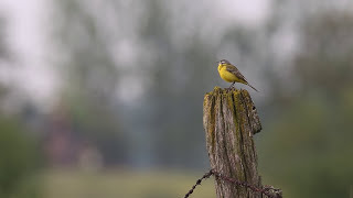 Pola tętniące życiemCZYTA KRYSTYNA CZUBÓWNA [upl. by Eiznek]