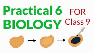 Biology Practical 6  Class 9  New Book  Iodine Test For Starch  Online SFS [upl. by Esilahc]