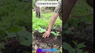 Como Abonar una Planta de Guisquil con Abono Organico [upl. by Lizzy788]