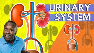 The Urinary System Anatomy and Physiology An Introduction [upl. by Elleynad568]