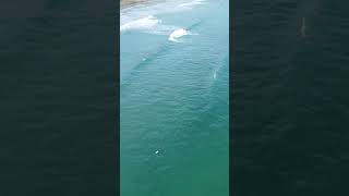 Three amazing dives Gannet fishing on a summers day gannet dive wildlife ocean aerialview [upl. by Kayley]