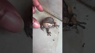 boing boing funny frog Part 5  HD Frog [upl. by Eadahc284]