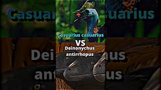 Deinonychus VS Cassowary deinonychus cassowary dinosaur animals prehistoric paleontology [upl. by Currey]